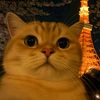 nelonh