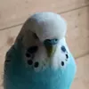 budgiebirb123