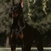 levithedoberman