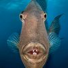 fish_858