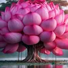 ngckhoa00
