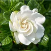 fazi_gardenia