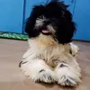 delossantoslei4