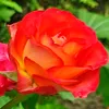 arina5r