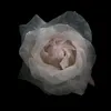 johanna.abma13