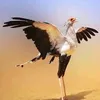 sashha10