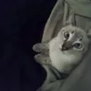 reden_gloria0
