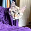 catlinscatcorner
