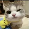 annoisailo