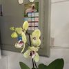 nicomayora
