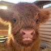 goatplanter42