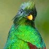 quetzalelfandelostrenes