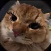 lylypiepie