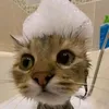 herjustleean