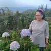mamiyuliaconsultant