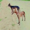 pindalyshakri78655