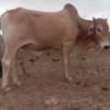 ramzanjokhio05
