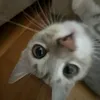 pearl_pearl_pearl_pearl_