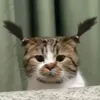 dothangdau02