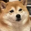 【柴犬】はな