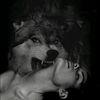 lobo_rider250