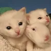 alae.elwzn