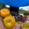 TukangPompa🍊🍊🍊