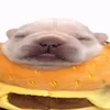 boss_pampersow