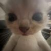 kitten_my__