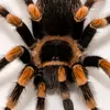 spider_10061