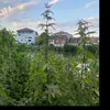 domoudeukbi90