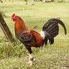 greencountrygamefarm