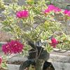 dewiflowers1