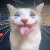 kepo_l41