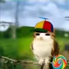 chichiruatroi0
