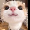 ghop_gugu0