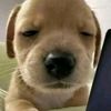 dez_play74