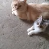 kucing_xxx