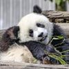 pandachizhi