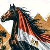 mahmoudelkholy128