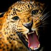 tiger.siam0