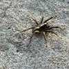 letstalkabtbugs