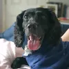 poppy.poo.pants