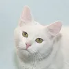 funifury777