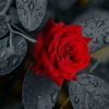 manar_pb