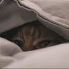 timber_thecat