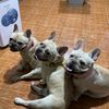 frenchbull.and