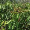petani_muda163