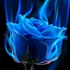 userbluerose68