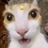 rafcuakss
